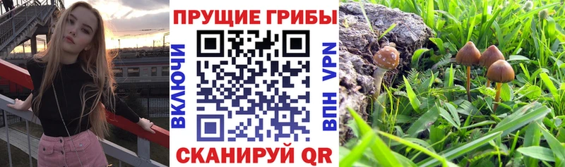 Галлюциногенные грибы ЛСД  Няндома 